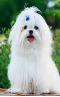 سگ عروسکی