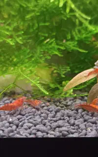 شریمپ میگو آکواریوم