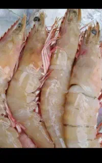 میگوی قرمز تازه فروش عمده 200 کلیو است کیلویی 900