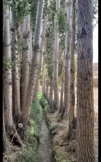 فروش چوب ۶۶ اصله درخت صنوبر