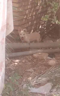 سگ پاکوتا نژاد اشپیز