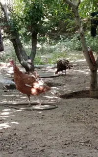 بوقلمون ماده 3عدد