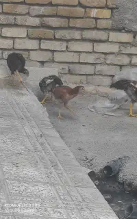 3عددخروس ویک عدد مرغ