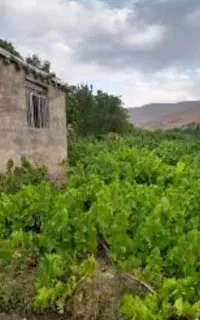 انگور کشمشی