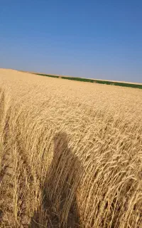 گندم دیمی هشترود