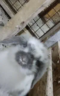 خرگوش لوپ 8ماهه