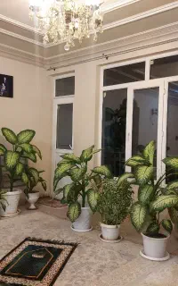 گل دیفن باخیا