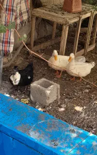 مرغابی یا غاز