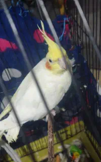 عروس هلندی