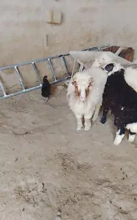 سه عددبره عراقی