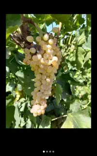کارگر برای انگور چیدن
