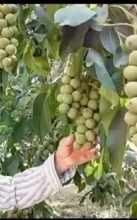نهالستان سبز نهال فرخی