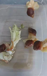 حلزون