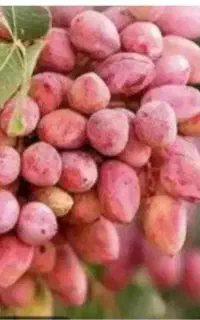 نگهداری باغات پسته