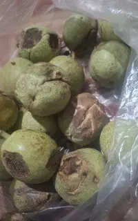 فروش فوری گردو با قیمت عالی