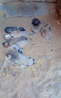 توله