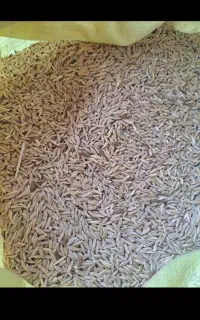 800کیلو جو محلی کیسه شده مناسب برای بذر