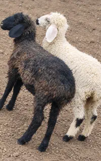 جفت بره جملی