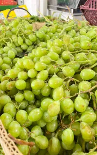 غوره شیراز