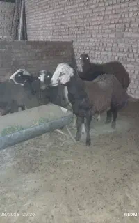 بره نرینه چاق