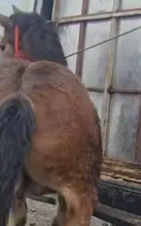 خریدو فروش انواع اسب پالانی