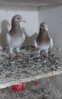سار و دم سفید