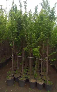 نهال های پنج ساله کشت بافتی داخل سطل آماده کاشت
