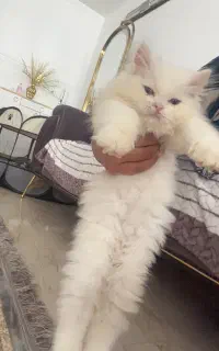گربه اسکاتیش ملوس