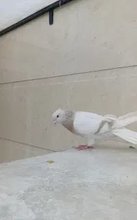 کاغذی دم سفید ماده