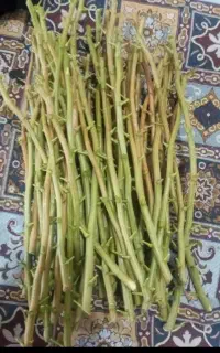 پیوند و ترکه‌ اکبری واحمد آقای پنج برگ سفیدپسته