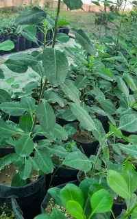 پایه اصلاح شده نهال گلابی