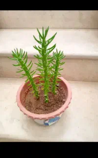 گلهای ارزون همه ۱۰۰
