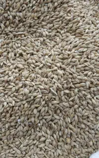 جو ایرانی و خارجی ذرت (استخر ماهی)