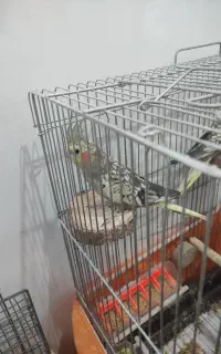 عروس هلندی سر حال