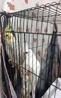 عروس هلندی