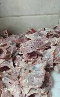 اسکلت مرغ و قلم و کمر ران