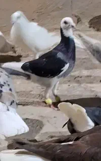 کبوتر گم شده
