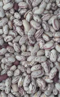 لوبیا چیتی کپسولی رقم تلاش