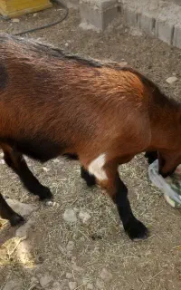 بز جوان  برای قصابی و نگه داشتن