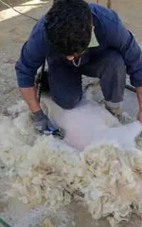 پشم چینی گوسفند
