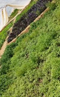 فروش گلخانه با لوله گالوانیزه