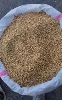 گندم مرغ ارزان