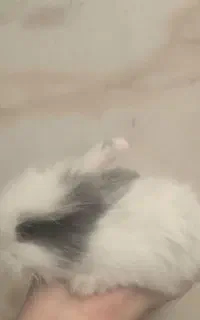 خرگوش لوپ