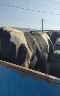 ذبح سلاخی سلاخ قصابی