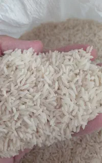 برنج دم سیاه. سرلاشه. فجر