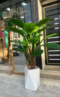 خاص ترین درختچه های سال