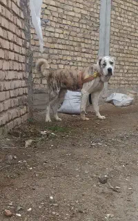 آلابای