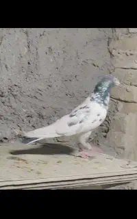 کبوتر باخت رفته