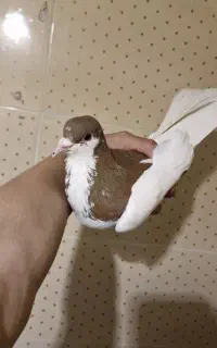 کبوتر جنس شصتی سرخ ماده