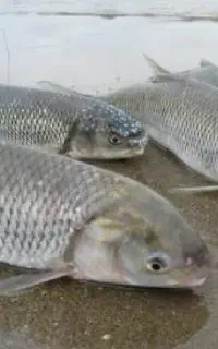 ماهی سفید، کفال، دریایی